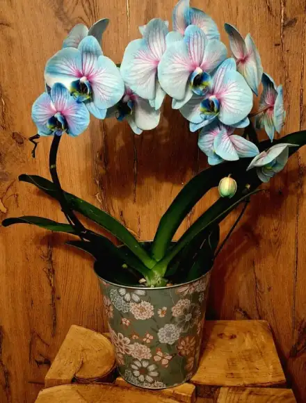 Les Bouquets De Delphine Fleuriste Mesnils Sur Iton Bouquets Compositions 1 Les Bouquets De Delphine Fleuriste Mesnils Sur Iton Bouquets Compositions 1